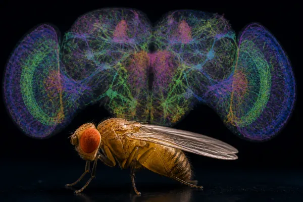 Google Maps the Complete Male Fruit Fly Brain, a Major Connectomics Milestone